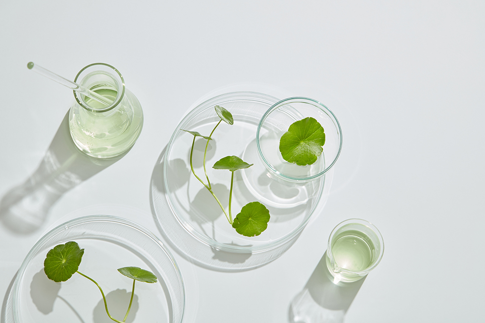 An image of Centella Asiatica, a medicinal herb commonly used in Korean skincare.