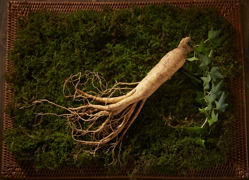 The full appearance of the popular Korean cosmetic ingredient, Ginseng