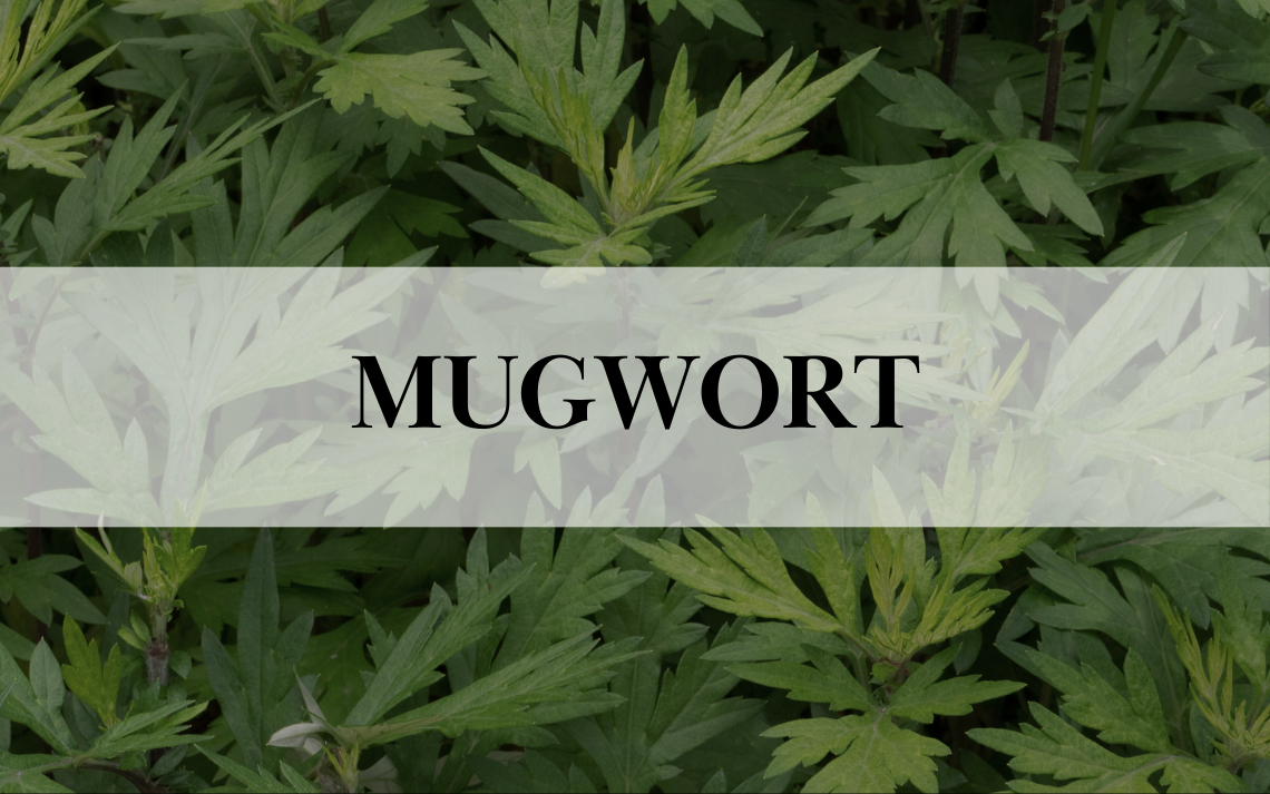 Popular Cosmetic Ingredients in Korea: Mugwort