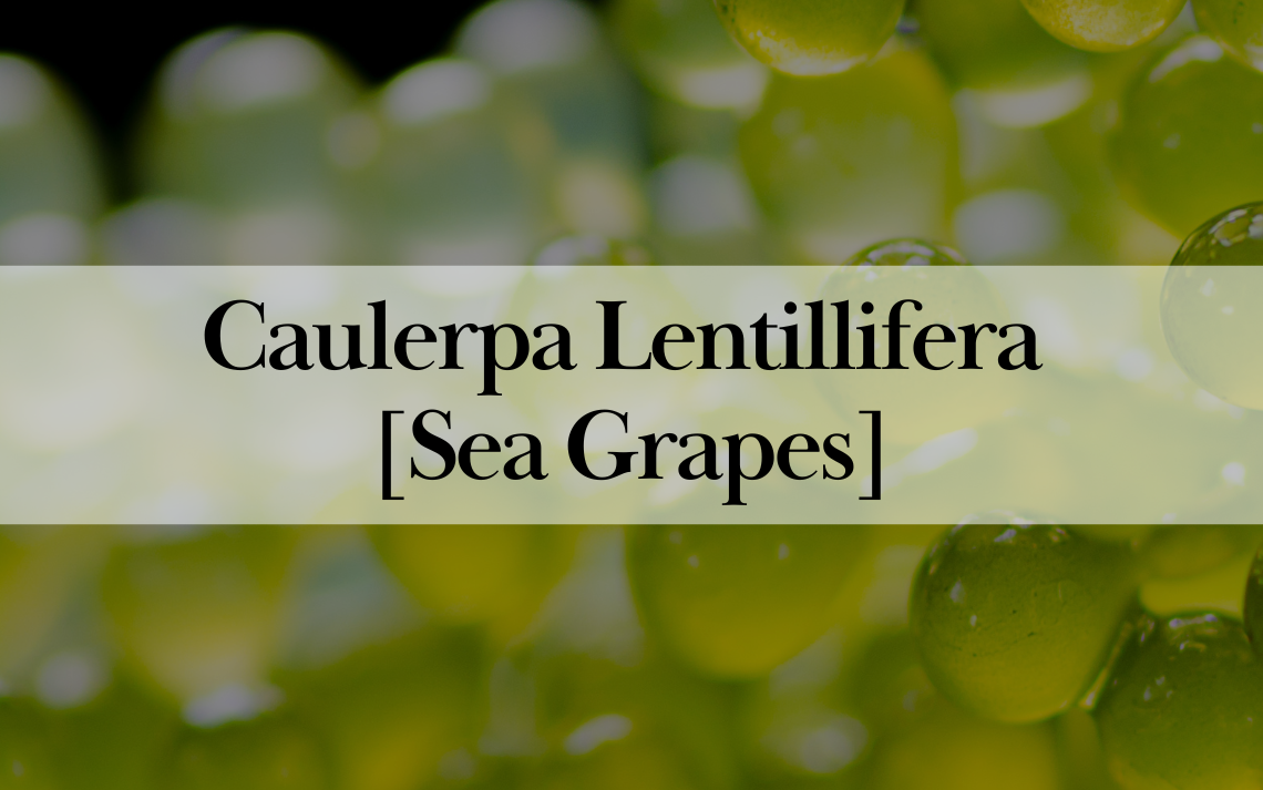 Popular Cosmetic Ingredients in Korea: Caulerpa Lentillifera